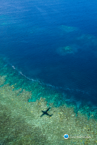 Image: ARC Centre of Excellence for Coral Reef Studies